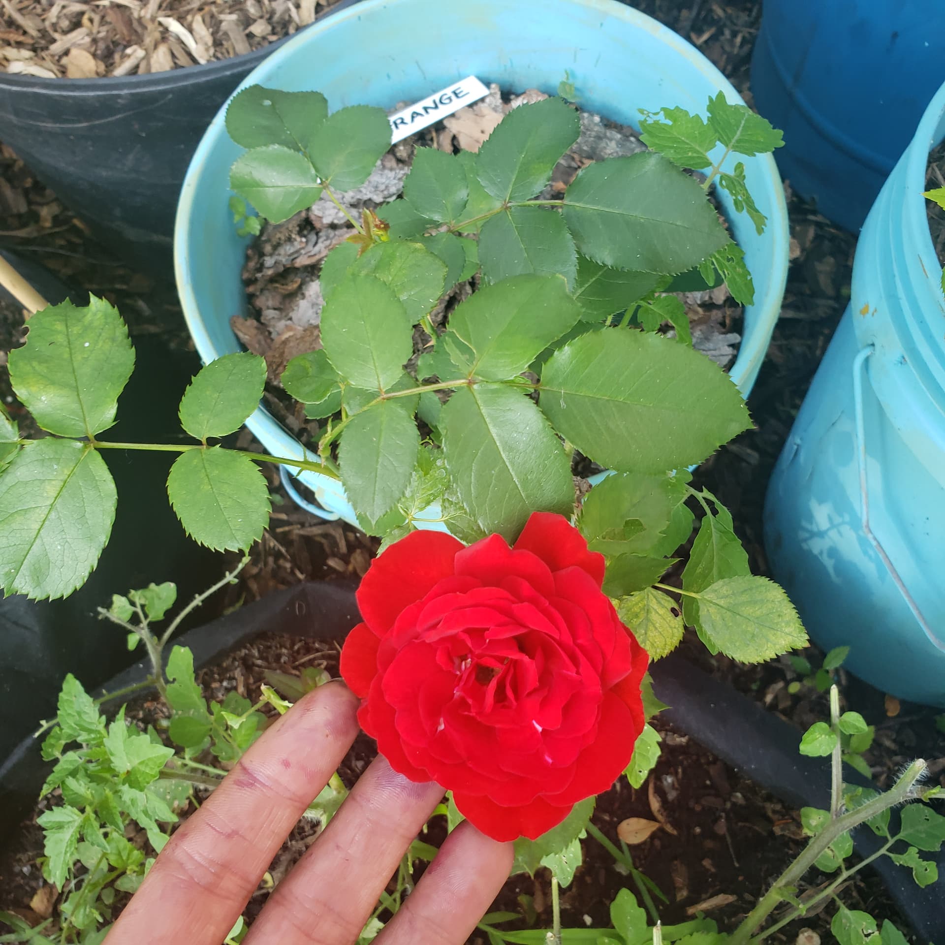 Rose Petals Nursery