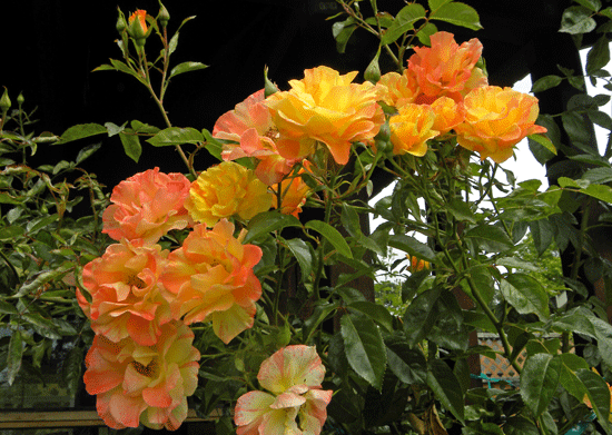 Summertime-Rambler.Close-Up.gif