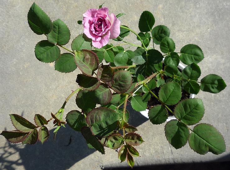 01.SecondBud.JPG