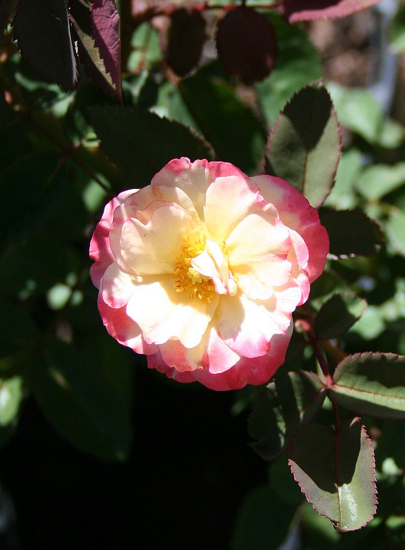 S64 T49.jpg