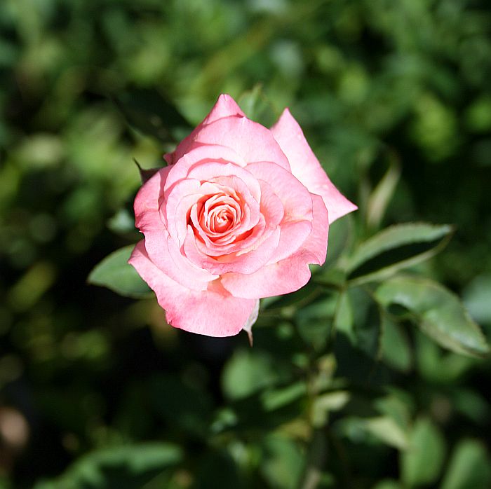 S82 T153.jpg