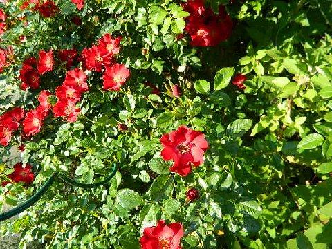 red soulieana 3.jpg