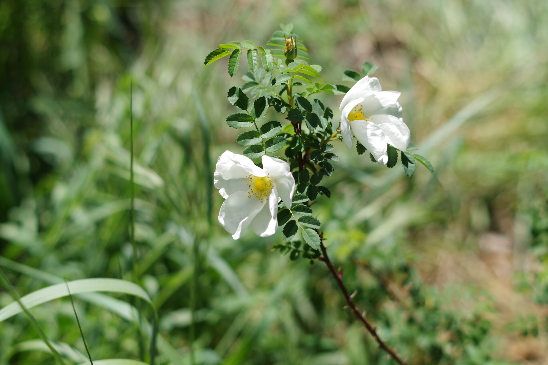 IMGP3377.JPG