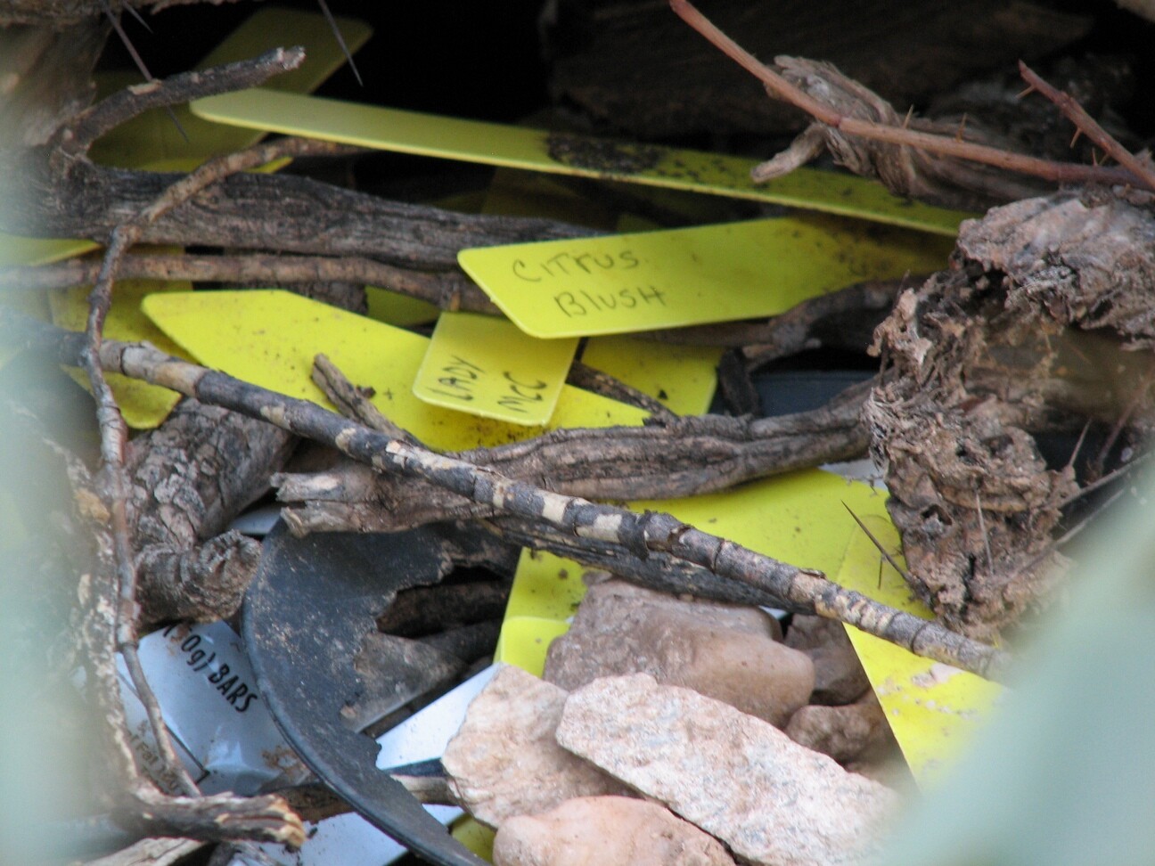 Nest_4235.jpg