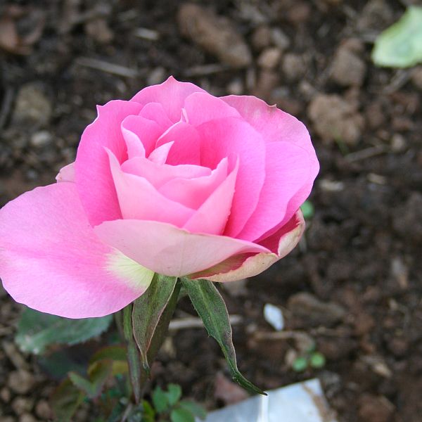 O24 P18 PINK BLEND.jpg