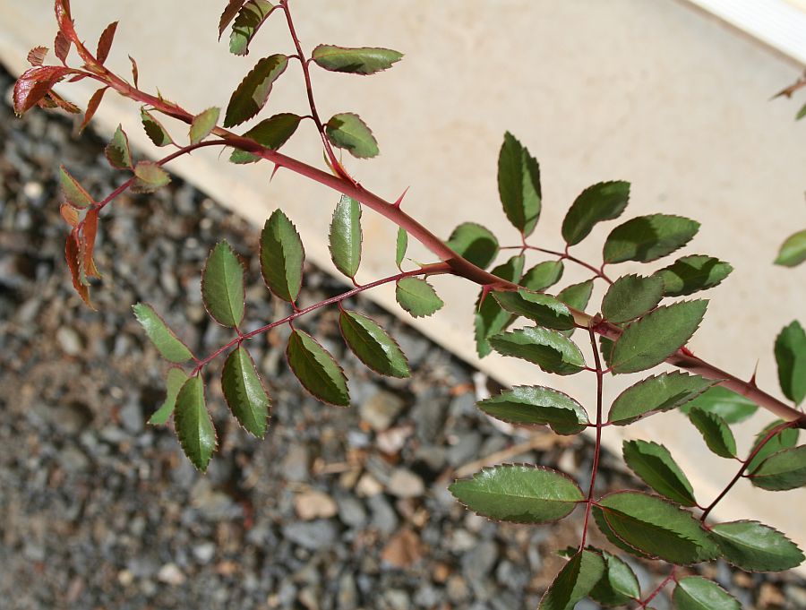 S34 T175 2.jpg