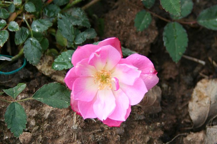 O19 P2 4.jpg