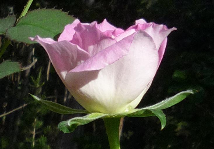 01.SecondBud2.JPG