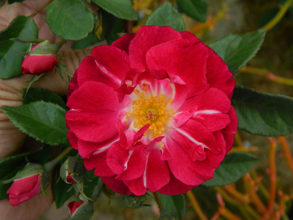april mooncrest x pookah (77).JPG