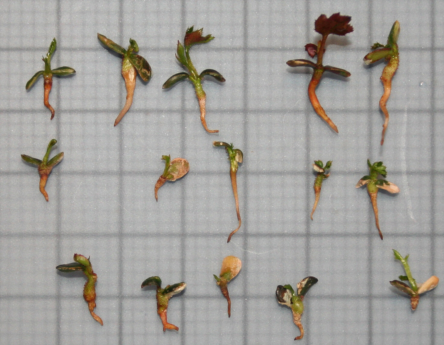 E-84 W-AK Persian Sunset OP seedlings.JPG