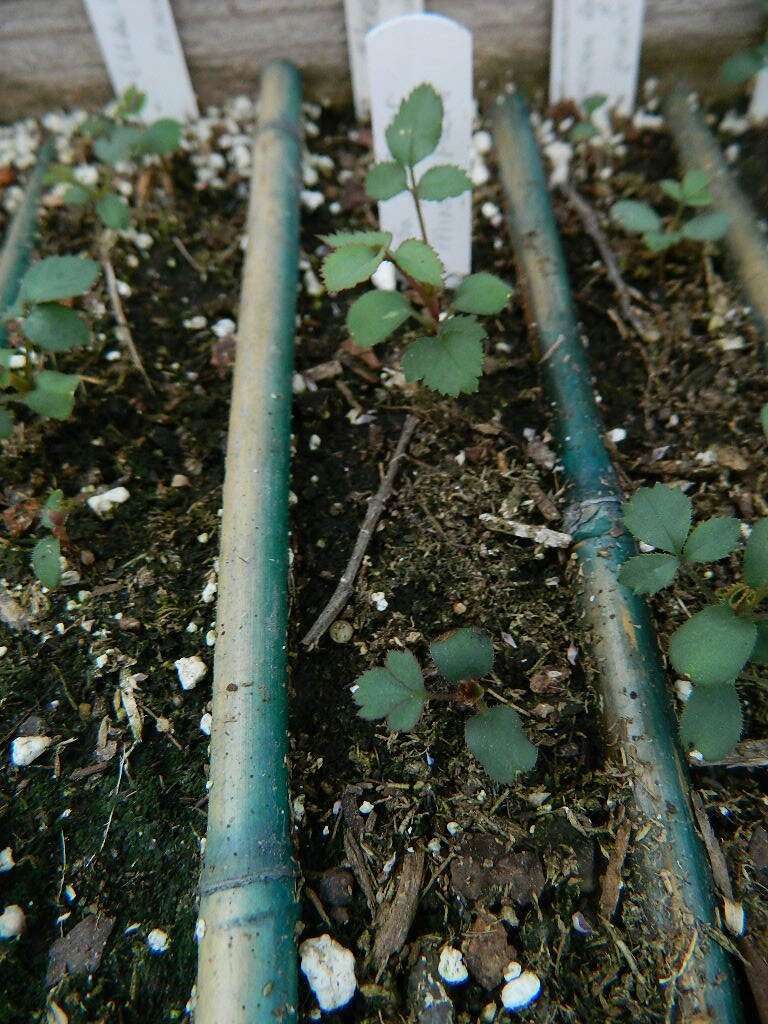 DSCN1038.JPG