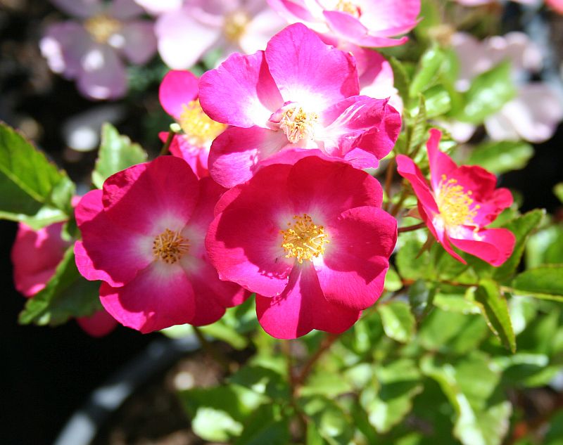 S83 T149.jpg