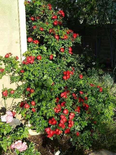 red soulieana 6.jpg