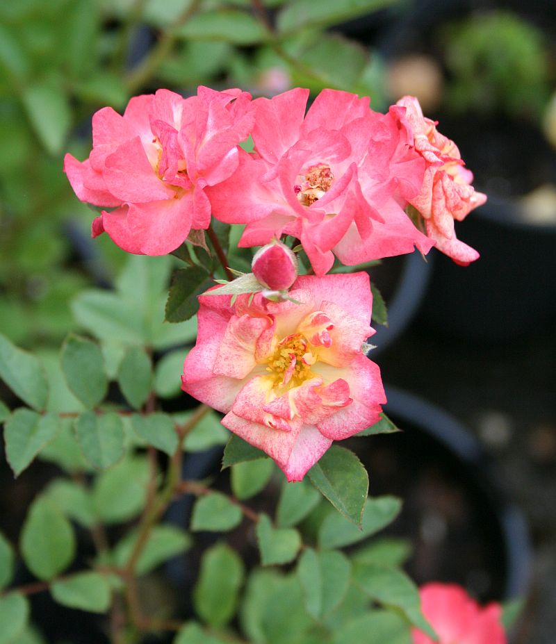S43 T158.jpg
