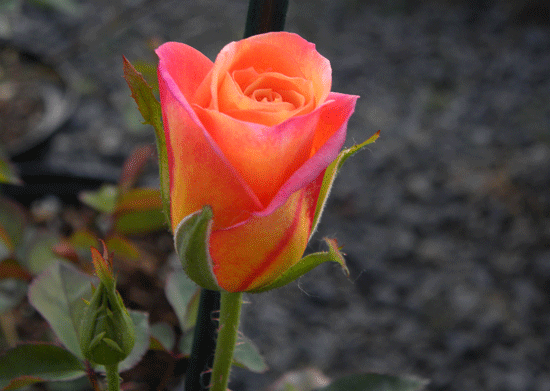 H22-15-Bud-closer-up.gif