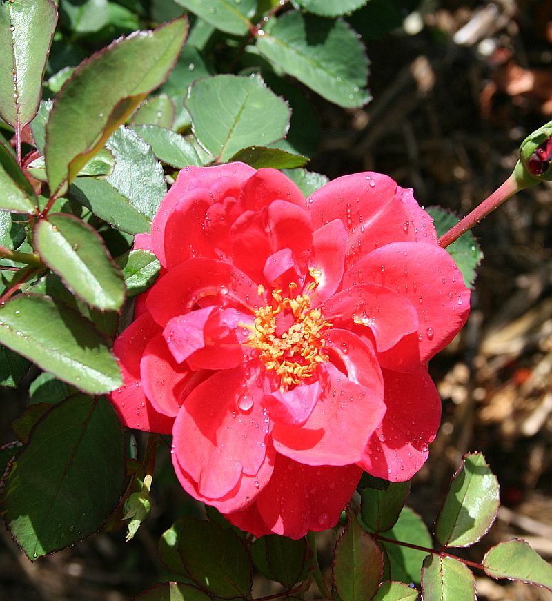 S48 T144.jpg