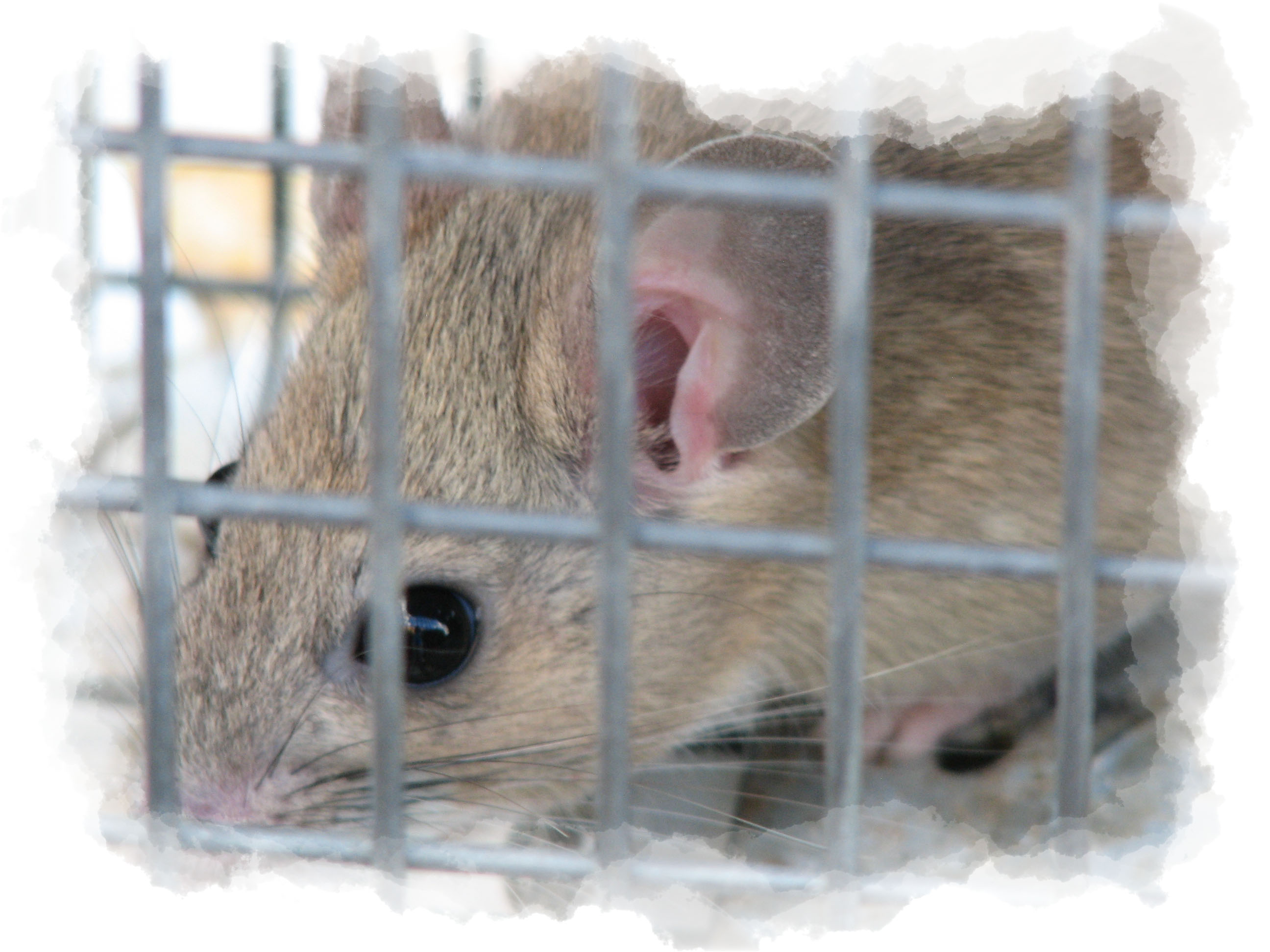 Portrait of a Rat_4236.jpg