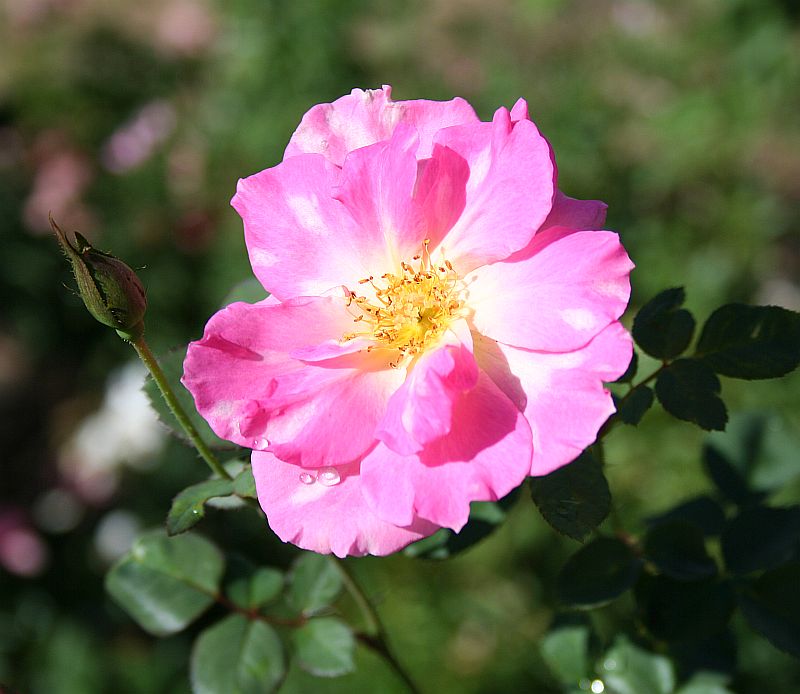 S48 T179.jpg