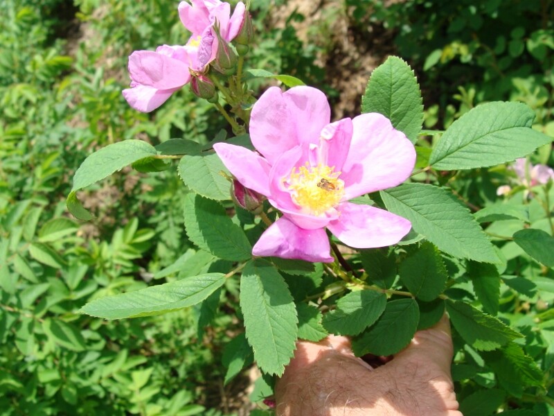 E2506-2 (800x600).jpg