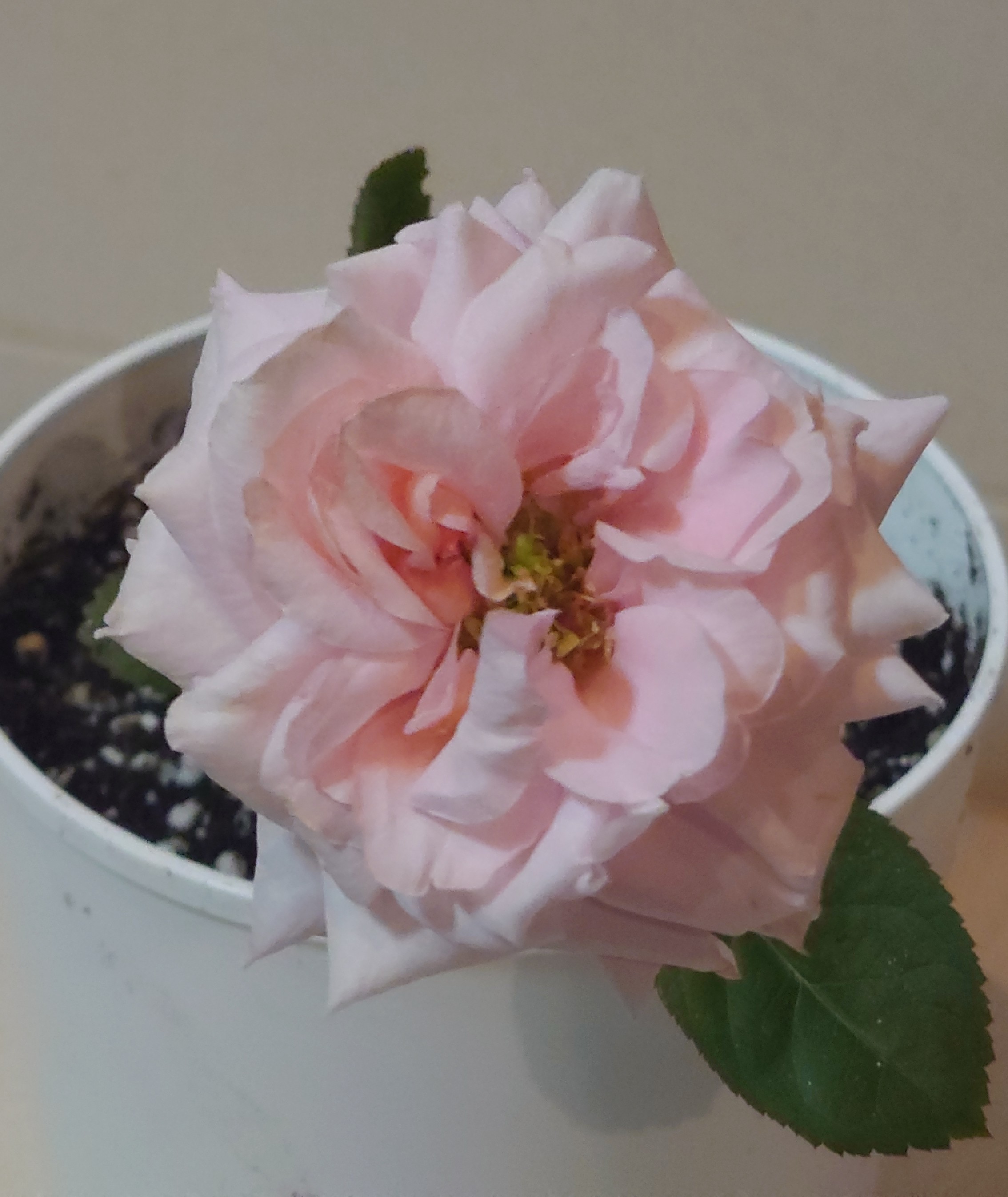 DSC_2909~2.JPG