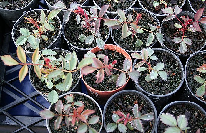Anne Endt seedlings 1.jpg