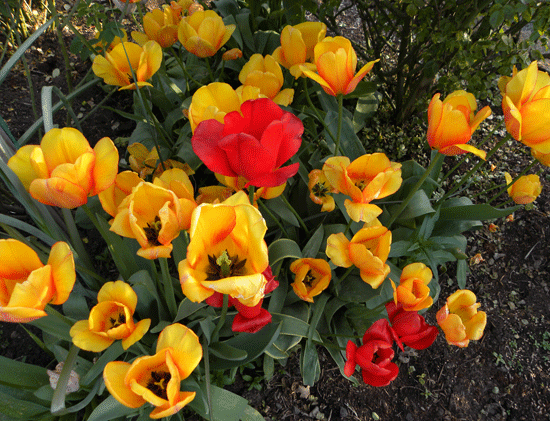 Tulips.gif