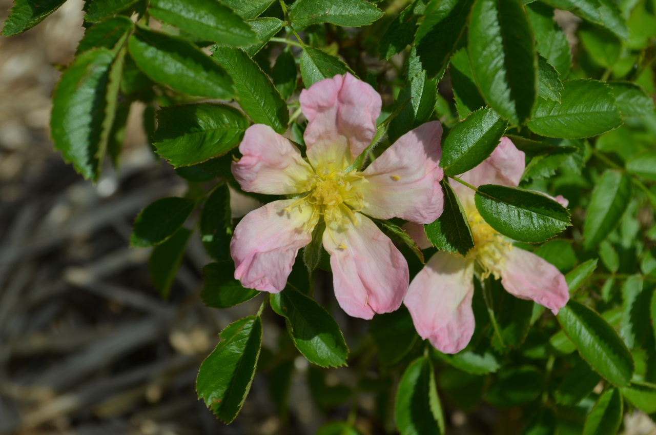 #3 Rosa rugosa Alba x Dr Harry Upshall 16V.JPG