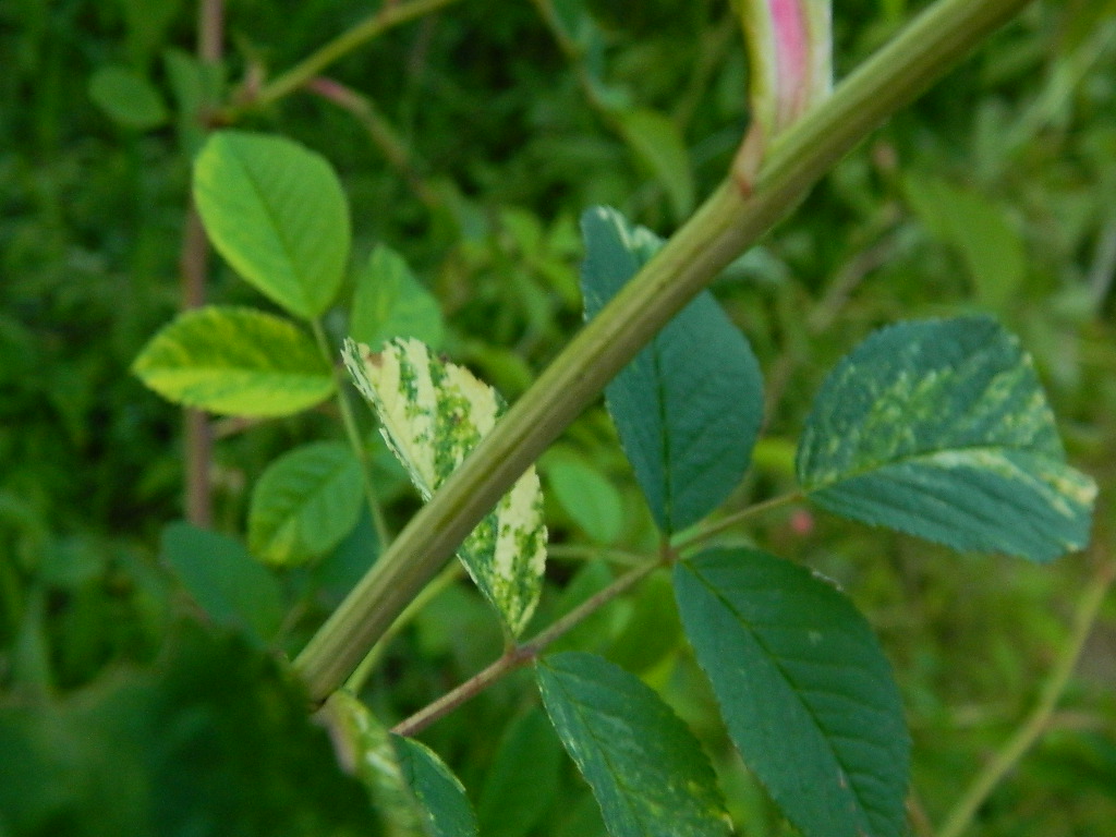 DSCN6964.JPG