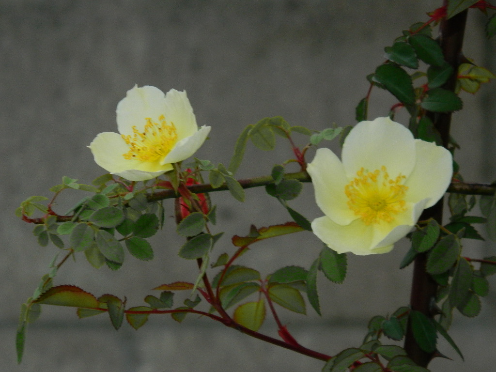 DSCN2392.JPG