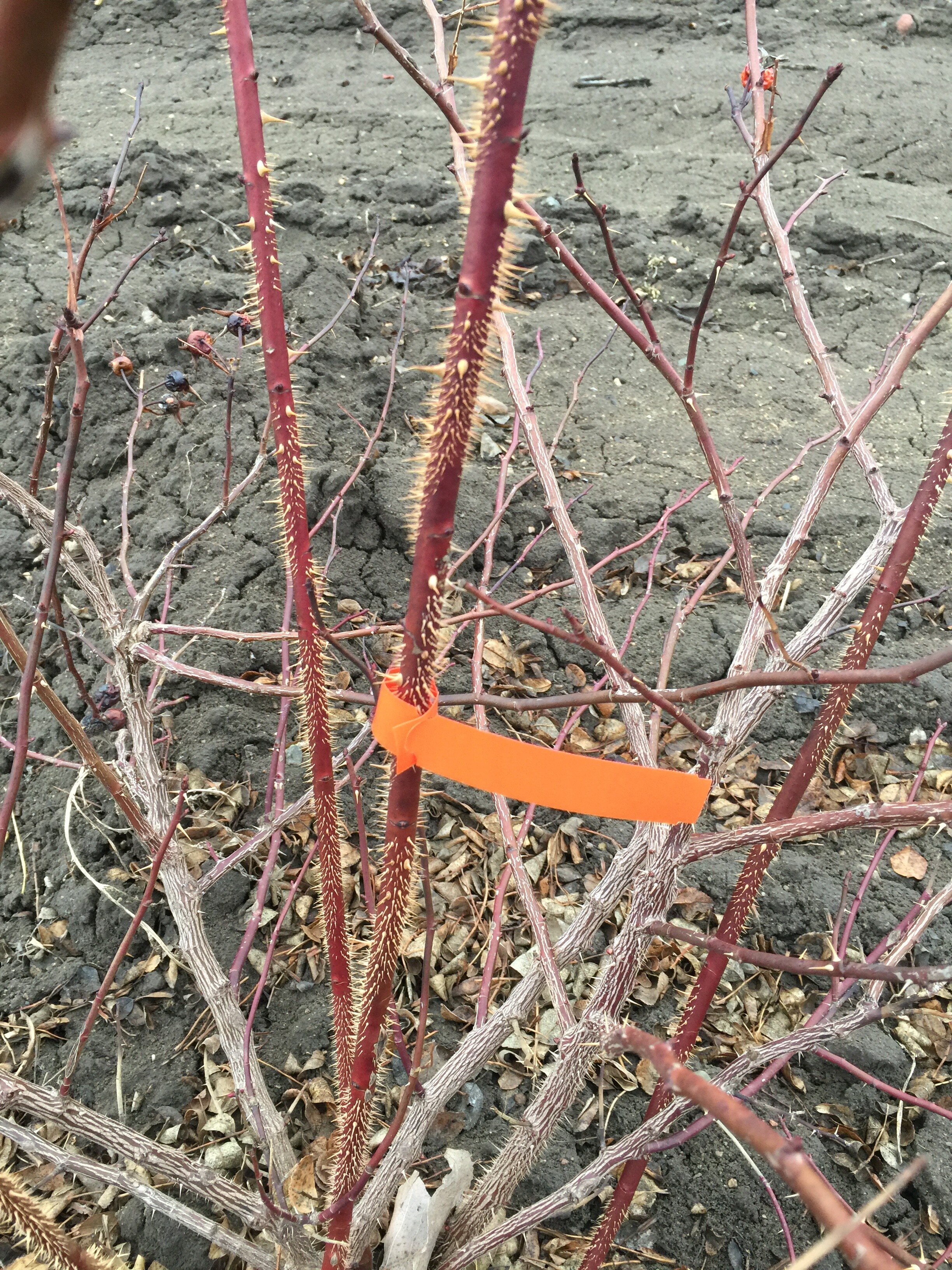 spiralthorns.JPG