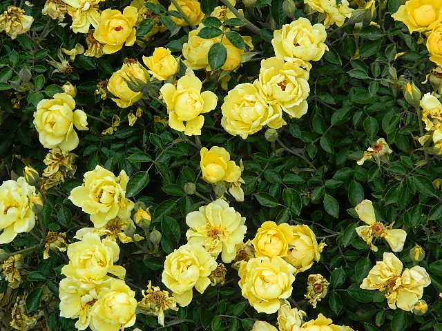 yellow landscape rose (3).JPG