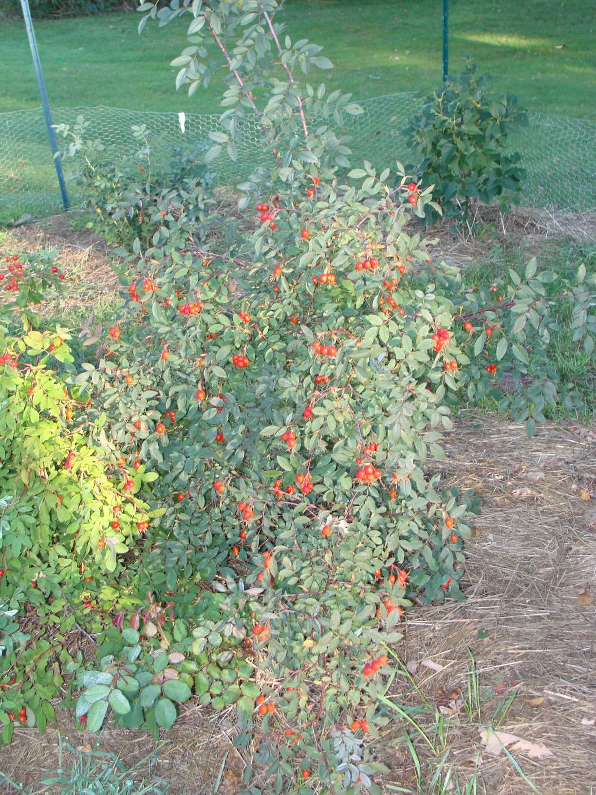 R.glauca_2.JPG