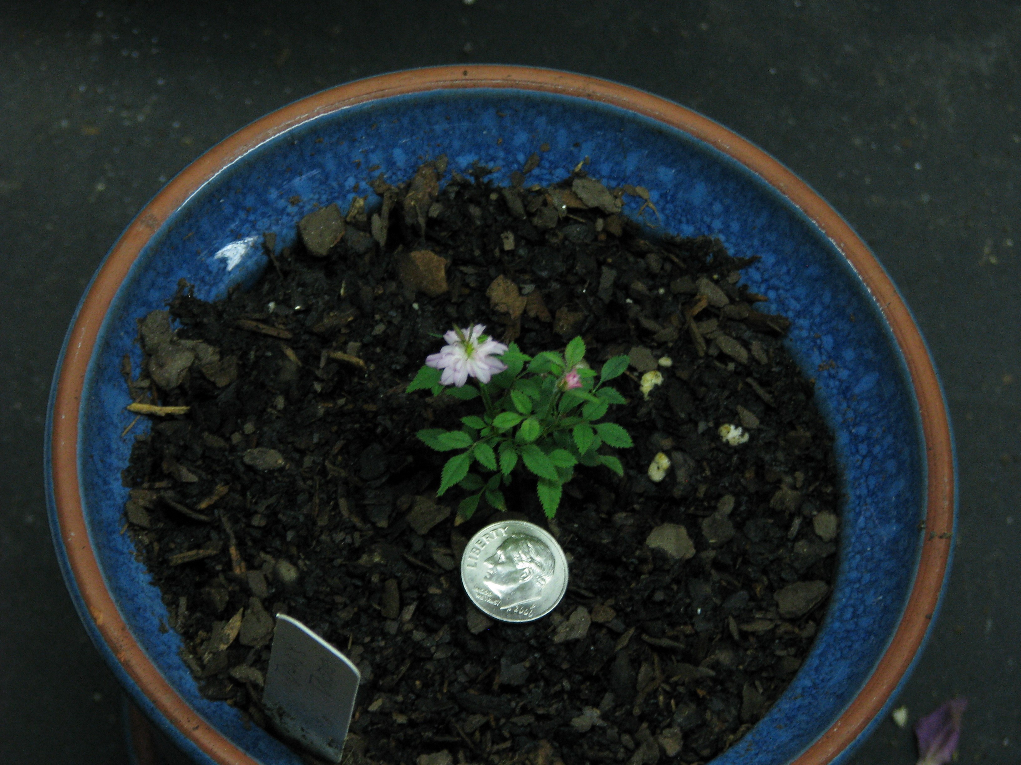 18DD seedling 3.JPG