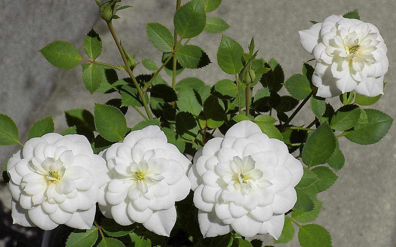 01.Blooms2.JPG