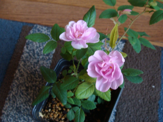 E2506 x Metis -2-2.JPG