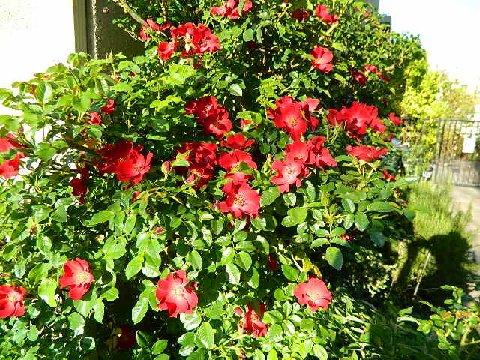 red soulieana 1.jpg