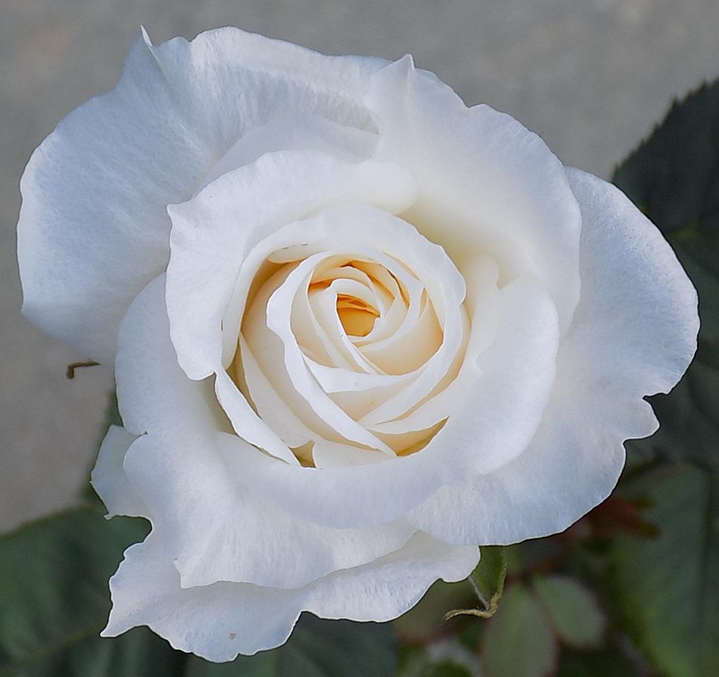01.SecondBud.JPG