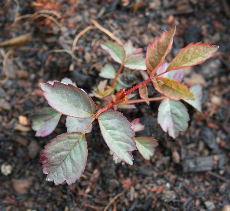 m37 seedling.jpg