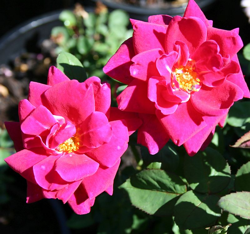 S32 T91 2.jpg