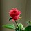 Heather_Horning