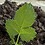 HighVeldRoseGrower