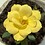 HighVeldRoseGrower
