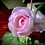 lee_hull