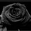 redote884
