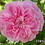 rugosa